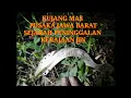 Download Lagu penarikan kujang mas pusaka Jawa barat