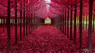 اغنيه حب للايجار حلقه 60 مترجمه مع كلمات 