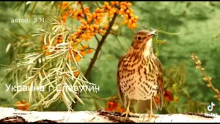 صوت سمن ولا اروع للصيد في الليل والنهار Rayan Hunter 