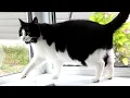 Senior Cat Gets the Zoomies And Makes Weird Noises