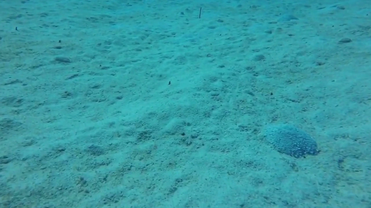 Garden Eels - Wreck of the Oro Verde, Grand Cayman