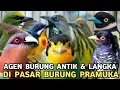 Lagu AGEN BURUNG LANGKA ANTIK OCEHAN MASTERAN EXCOTIC ENDEMIK AVIARY DI PASAR BURUNG PRAMUKA 