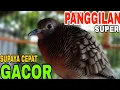Download Lagu PERKUTUT LOKAL GACOR SUARA SULER PANGGILAN PERKUTUT MALES