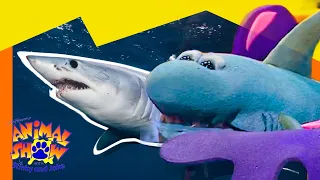 🦈 Sharks vs. Sea Lions! Secrets Beneath the Waves 🦭 | Full Episode | Animals Show for Kids