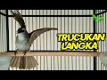 Download Lagu Trucukan mana YANG GAK NYAUT dan IKUT TARUNG dengan trucuk gacor garuda ini