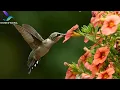 Download Lagu Suara burung mumi / Panggilan burung kolibri / Suara burung / Panggilan burung