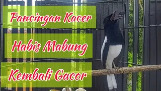 pancingan burung kacer habis mabung agar kembali gacor
