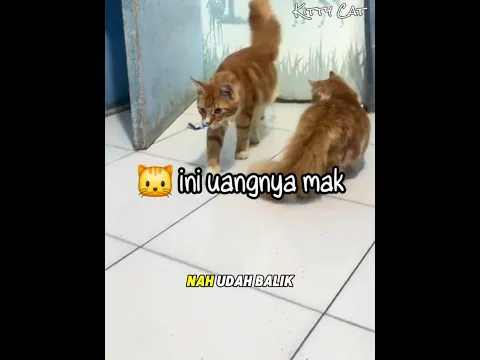 Kakak Ini Merubah Profesi Kucingnya Menjadi Kucing Tuyul 🐱 #kucinglucu #kucingoyen #kucingtuyul