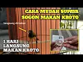 Download Lagu Gunakan cara ini, cukup 1 hari sogon langsung makan kroto ‼️