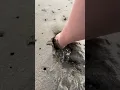 Download Lagu These Really Live Under the Sand! #shorts