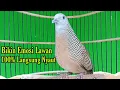 Download Lagu Perkutut lokal gacor Bikin Emosi Lawan 100 Langsung Nyaut