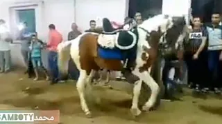 رقص الخيل على المزمار الصعيدى                       اكسبلور دندنها