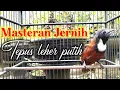 Download Lagu Tepus Leher putih Gacor | Masteran kicau mania ‼