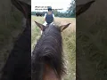 Download Lagu My favorite lesson horse❤ but i wish i had my own horse soon