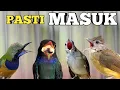 Lagu PASTI MASUK ‼️ MASTERAN KOMBINASI TERBAIK, CUCAK CUNGKO , KATEM , TENGKEK BUTO, CUCAK JENGGOT