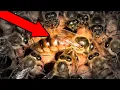 How Queen Bees are made in 16 days