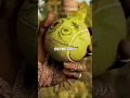 Download Lagu What is VAAS doing in Far Cry 6? (Explained).