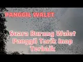 Suara Burung Walet Panggil Tarik Inap Terbaik II Suara inap walet dirahasiakan para petani walet