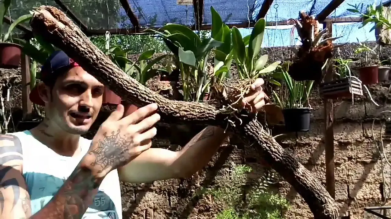 COMO PLANTAR ORQUÍDEA EM TRONCOS?