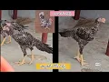 Lagu Parrot Beak Long Tail Chicks | 7993382338 | Video 2504 | Rythu Market 2