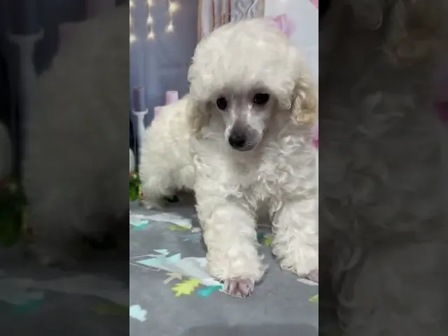 動画