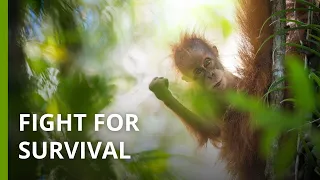 Download Fight for survival: The battle to save the last Tapanuli orangutans MP3