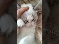 Kitty Massage Hear Her Purrrr