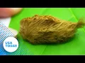 Don t touch Odd-looking fuzzy caterpillar is venomous