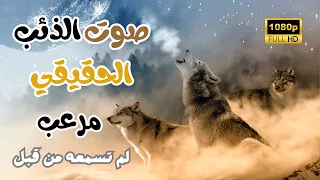 صوت عواء الذئب الأكثر رعبا  اسمتع الى صوت الذئب الحقيقي الذي يثير القشعريرة  دندنها