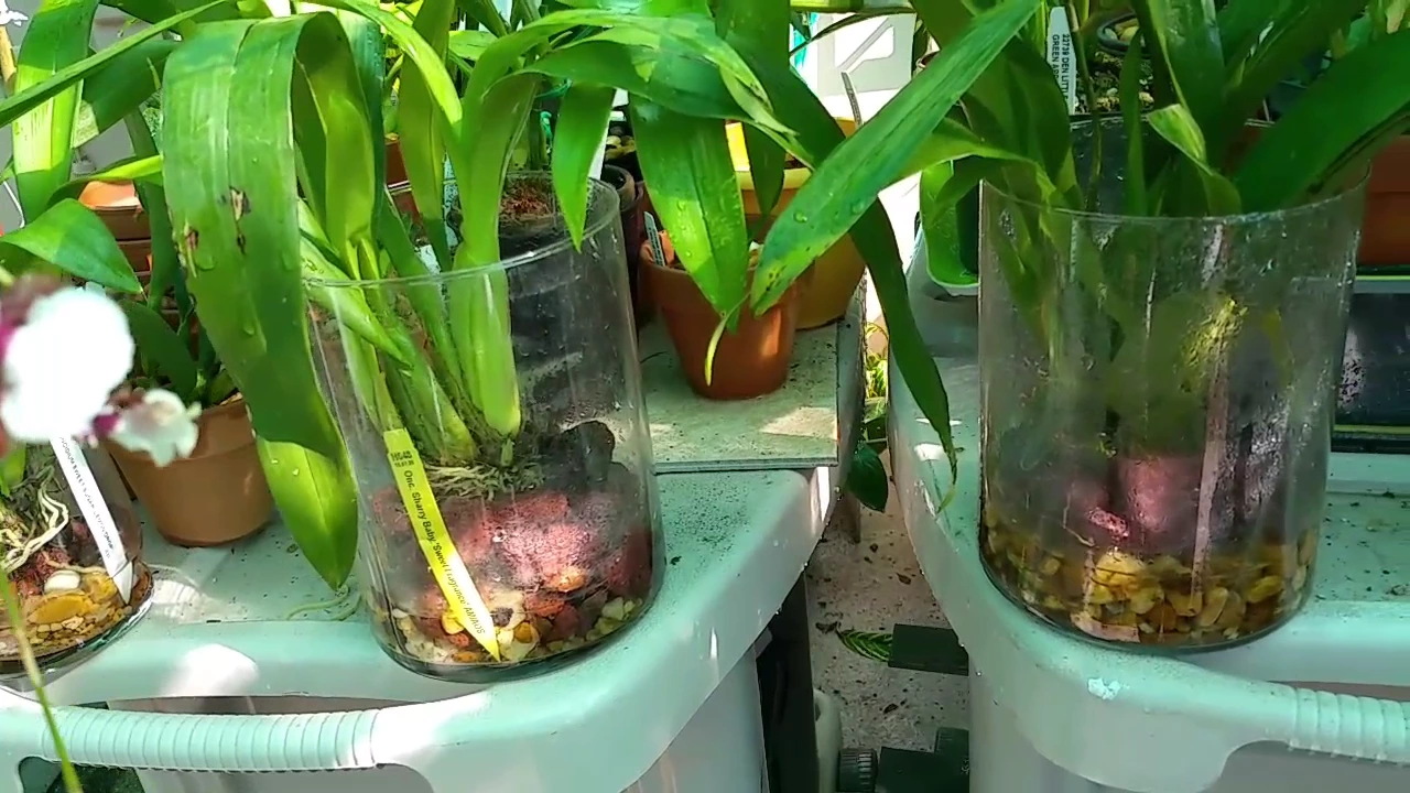 ORCHIDS IN FULL WATER CULTURE
