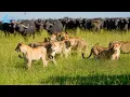 Download Lagu Savana: Growing Up In The Midst Of Savage Warfare #naturedocumentary | Wild Kingdoom