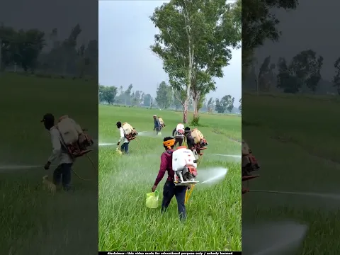 ঔষধ ছাড়া যেভাবে ধানের পোকা মারে | rice planting
