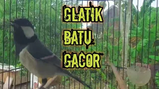 Download Suara Pikat burung glatik batu suara asli alamliar ampuh MP3