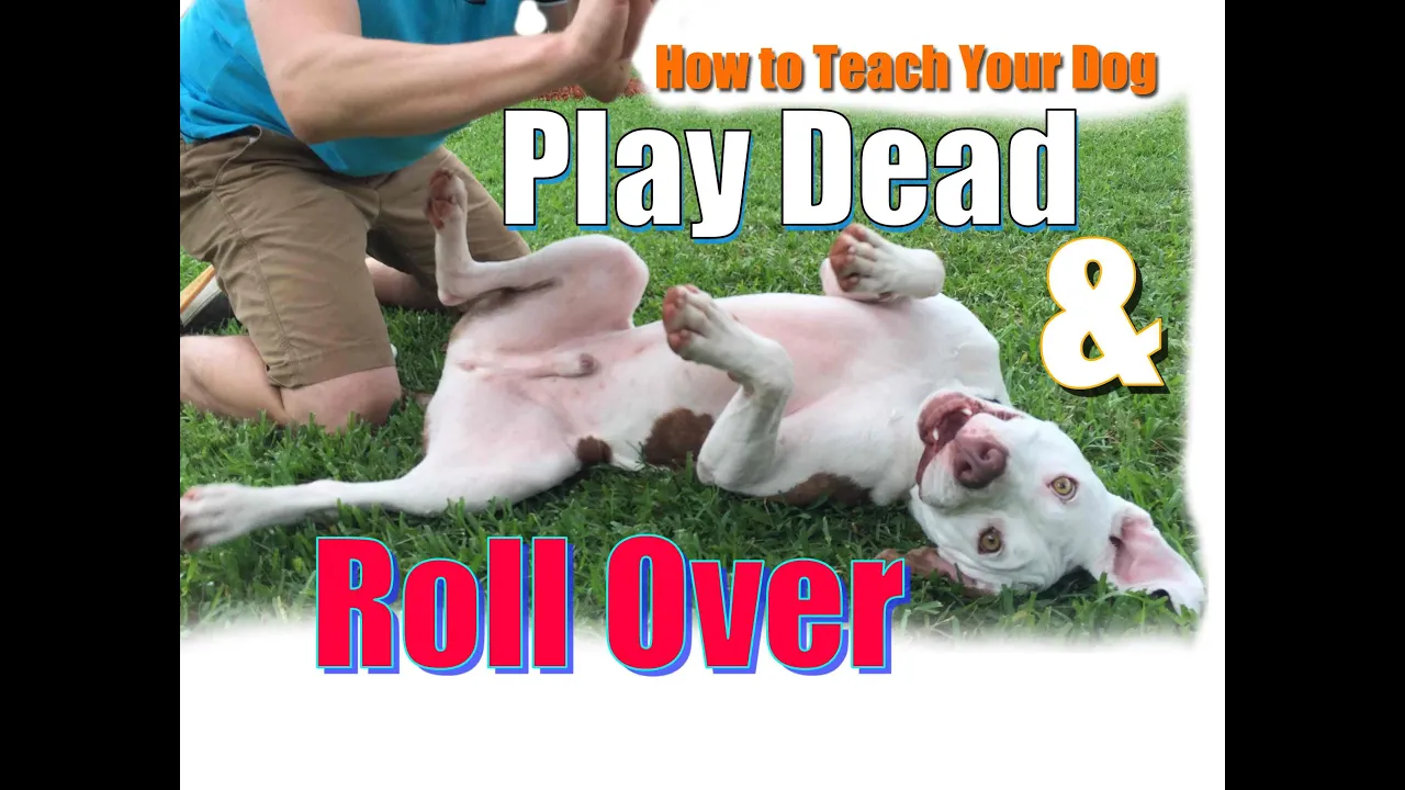 How to Teach Your Dog to  Roll Over and "Play Dead" FAST!