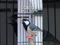 Download Lagu Gelatik batu wucit panjang #glatikfullisian #birdsong #burunggelatik #gelatik #glatik #shortsvideo