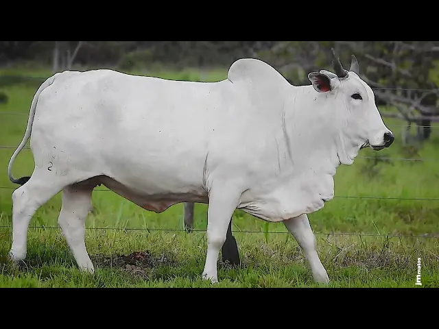 Matriz Nelore LCCF - 1216 (venda 100% da Doadora)