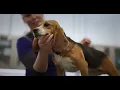 Inside Hill s Pet Nutrition A Tour of Our Global Innovation Center