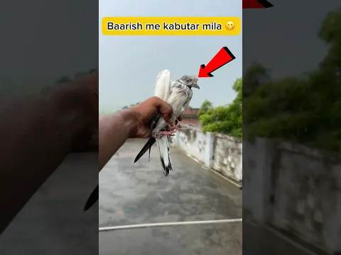 Baarish me bheega kabutar mila 🤩 #shorts #viral #vlog