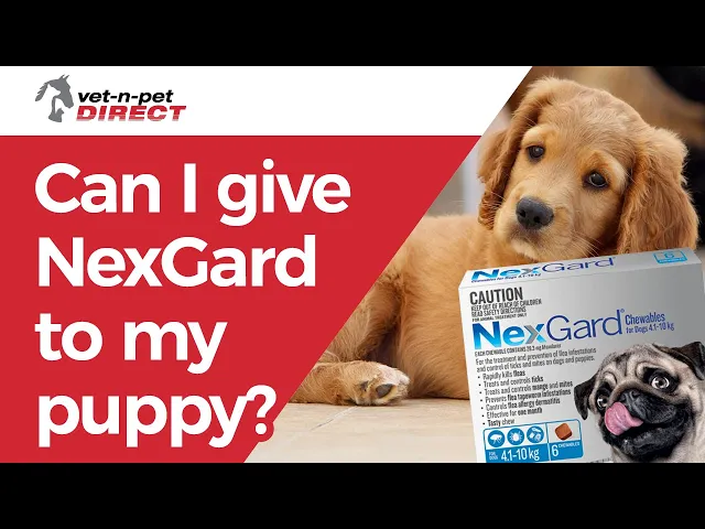 NexGard Chews for Medium Dogs 4.1-10kg