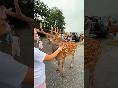 The Deer Really Needed His Help 🦌