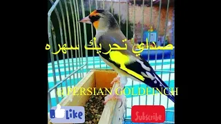 تحريك سهره ٢ دندنها