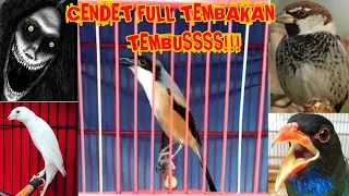 Download CENDET TEMBAKAN TENGKEK BUTO KUNTILANAK GREJA KENARI LOVEBIRD JANGKRIK !!MATERI MEWAH TEMBUSS !! MP3