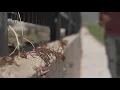 Cricket crisis hits small Nevada town