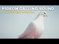 Download Lagu Suara pemanggil burung merpati