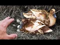 Hatching ducklings naturally no incubator required