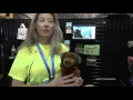 Mutt Muffs - Protect your Pet from Aviation noise