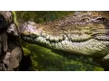 Feeding An Impatient Saltwater Crocodile with Dean Ripa