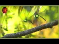 Download Lagu Turbo speed | Minuscule 🍃 45' Compilation