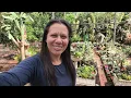 Lagu Saving succulents - garden maintenance!