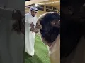 Download Lagu #new #vairal #shorts #video 15 June 2022 Hassangoatfarm beautiful goats and breed